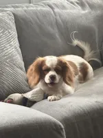 Rebel, a female Cavalier King Charles Spaniel for sale in Saint Cloud, FL – 1 of 4