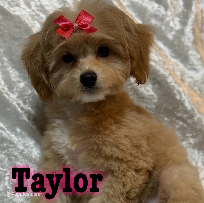 Taylor – Miniature Goldendoodle puppy for sale in Saint Cloud, FL