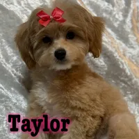 Taylor, a female Miniature Goldendoodle for sale in Saint Cloud, FL – 1 of 7