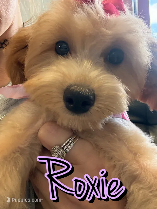 Roxie – Miniature Goldendoodle puppy for sale in Saint Cloud, FL