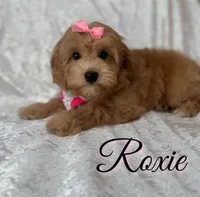 Roxie, a female Miniature Goldendoodle for sale in Saint Cloud, FL – 3 of 8