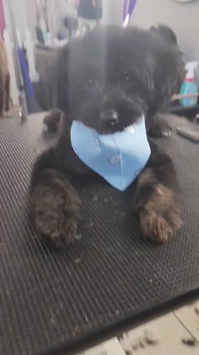 Rocco, a female Miniature Goldendoodle for sale in Saint Cloud, FL – 5 of 6