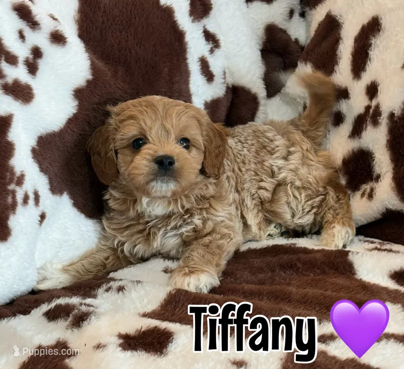 Tiffany – Miniature Goldendoodle puppy for sale in Saint Cloud, FL