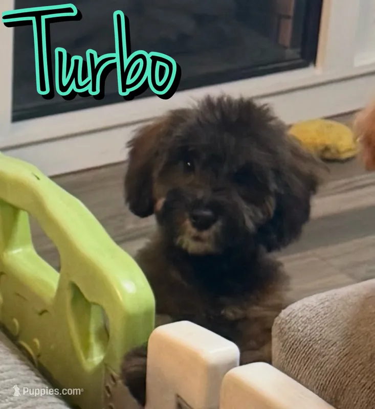 Turbo – Miniature Goldendoodle puppy for sale in Saint Cloud, FL