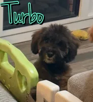 Turbo, a male Miniature Goldendoodle for sale in Saint Cloud, FL – 1 of 5