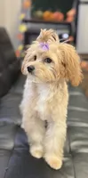 Taylor, a female Miniature Goldendoodle for sale in Saint Cloud, FL – 5 of 7