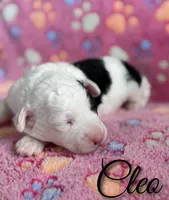 Cleo*mini*, a female Sheepadoodle for sale in Saint Cloud, FL – 2 of 5