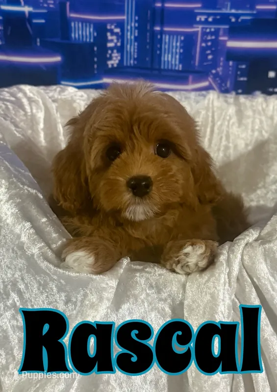 Rascal – Miniature Goldendoodle puppy for sale in Saint Cloud, FL