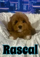 Rascal, a male Miniature Goldendoodle for sale in Saint Cloud, FL – 1 of 3