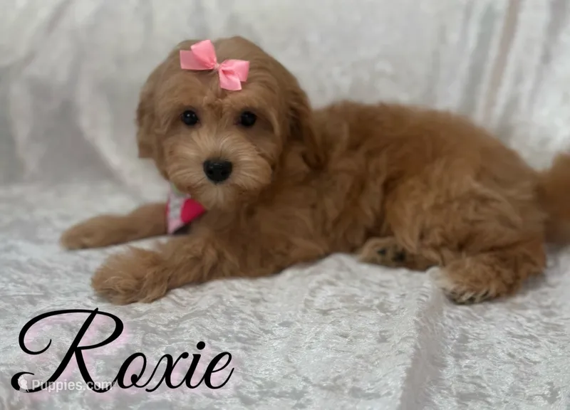 Roxie – Miniature Goldendoodle puppy for sale in Saint Cloud, FL