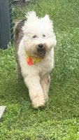 Winter, a female Old English Sheepdog for sale in Saint Cloud, FL – 2 of 4