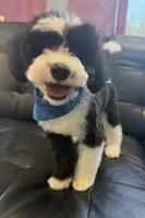 Baloo (micro mini), a male Sheepadoodle for sale in Saint Cloud, FL – 2 of 4
