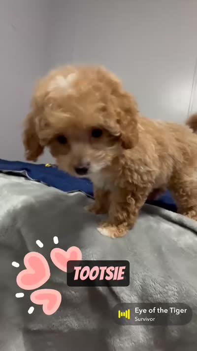 Tootsie , a female Miniature Goldendoodle for sale in Saint Cloud, FL – 8 of 8