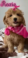 Roxie, a female Miniature Goldendoodle for sale in Saint Cloud, FL – 5 of 8