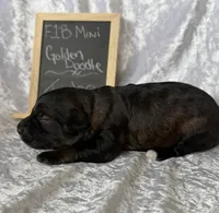 Turbo, a male Miniature Goldendoodle for sale in Saint Cloud, FL – 3 of 3