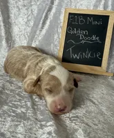 Twinkie, a female Miniature Goldendoodle for sale in Saint Cloud, FL – 2 of 3