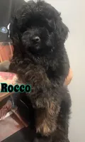 Rocco , a male Miniature Goldendoodle for sale in Saint Cloud, FL – 2 of 3