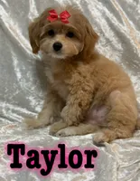Taylor, a female Miniature Goldendoodle for sale in Saint Cloud, FL – 3 of 7