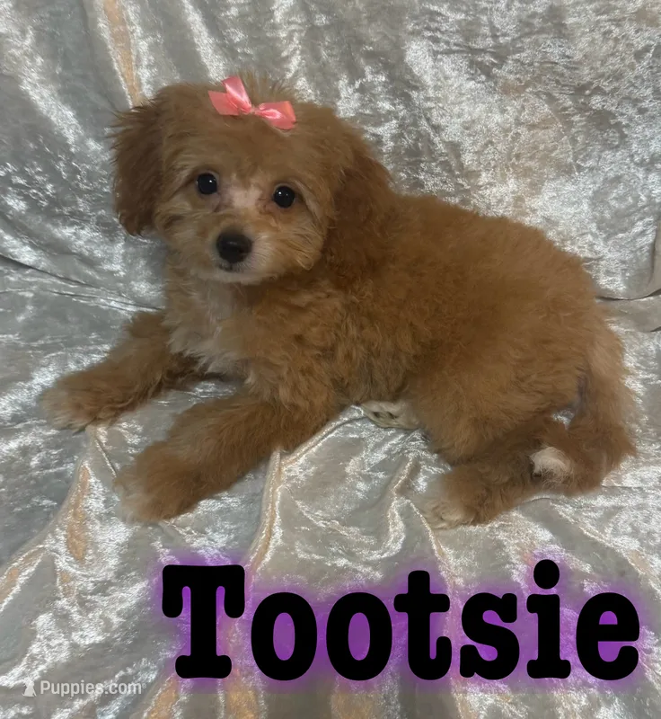 Tootsie  – Miniature Goldendoodle puppy for sale in Saint Cloud, FL