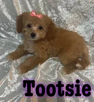 Tootsie , a female Miniature Goldendoodle for sale in Saint Cloud, FL – 1 of 8