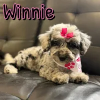 Winnie *micro mini*, a female Sheepadoodle for sale in Saint Cloud, FL – Photo 1 of 6