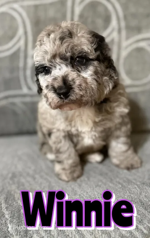 Winnie *micro mini* – Sheepadoodle puppy for sale in Saint Cloud, FL
