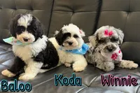 Winnie *micro mini*, a female Sheepadoodle for sale in Saint Cloud, FL – Photo 6 of 6