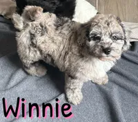 Winnie *micro mini*, a female Sheepadoodle for sale in Saint Cloud, FL – Photo 2 of 6