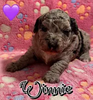 Winnie *micro mini*, a female Sheepadoodle for sale in Saint Cloud, FL – Photo 1 of 3