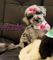 Winnie *micro mini*, a female Sheepadoodle for sale in Saint Cloud, FL – Photo 5 of 6