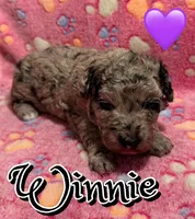 Winnie *micro mini*, a female Sheepadoodle for sale in Saint Cloud, FL – Photo 2 of 3