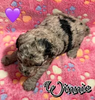 Winnie *micro mini*, a female Sheepadoodle for sale in Saint Cloud, FL – Photo 3 of 3