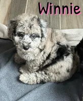 Winnie *micro mini*, a female Sheepadoodle for sale in Saint Cloud, FL – Photo 4 of 6