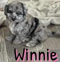 Winnie *micro mini*, a female Sheepadoodle for sale in Saint Cloud, FL – Photo 3 of 6