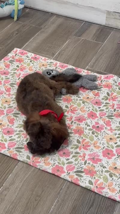 Turbo, a male Miniature Goldendoodle for sale in Saint Cloud, FL – 4 of 5