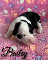 Bailey*mini*, a female Sheepadoodle for sale in Saint Cloud, FL – 2 of 5