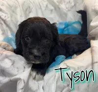 Tyson, a male Miniature Goldendoodle for sale in Saint Cloud, FL – 5 of 6