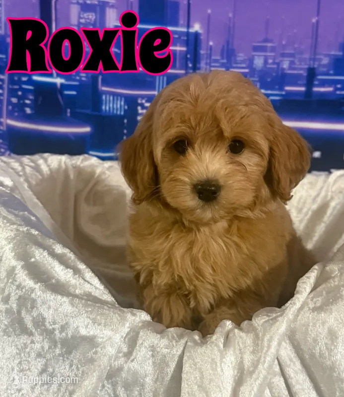 Roxie – Miniature Goldendoodle puppy for sale in Saint Cloud, FL