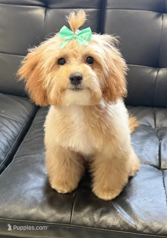 Tootsie  – Miniature Goldendoodle puppy for sale in Saint Cloud, FL