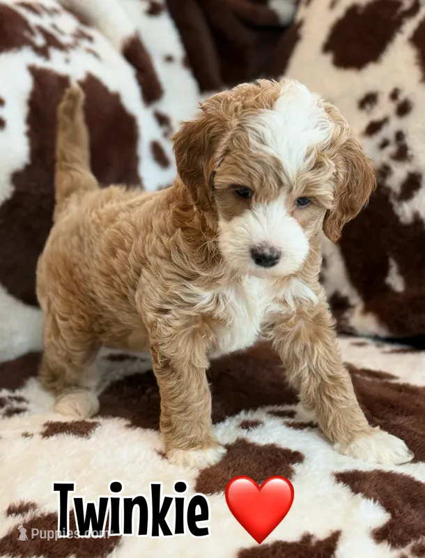 Twinkie – Miniature Goldendoodle puppy for sale in Saint Cloud, FL