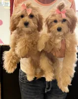 Taylor, a female Miniature Goldendoodle for sale in Saint Cloud, FL – 4 of 7