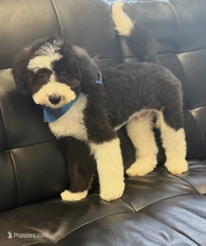 Baloo (micro mini) – Sheepadoodle puppy for sale in Saint Cloud, FL