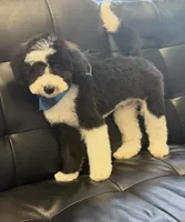 Baloo (micro mini), a male Sheepadoodle for sale in Saint Cloud, FL – 1 of 4