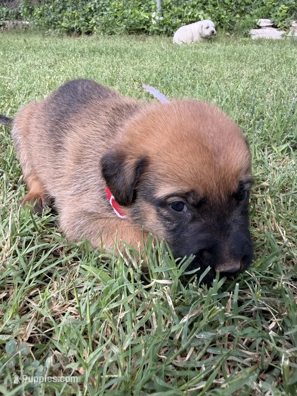 Boxer Mix Boy 2 – Boxer puppy for sale in Ballinger, TX