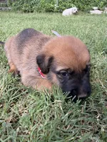 Boxer Mix Boy 2, a male Boxer for sale in Ballinger, TX – 1 of 6