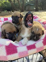 Boxer Mix Boy 2, a male Boxer for sale in Ballinger, TX – 6 of 6