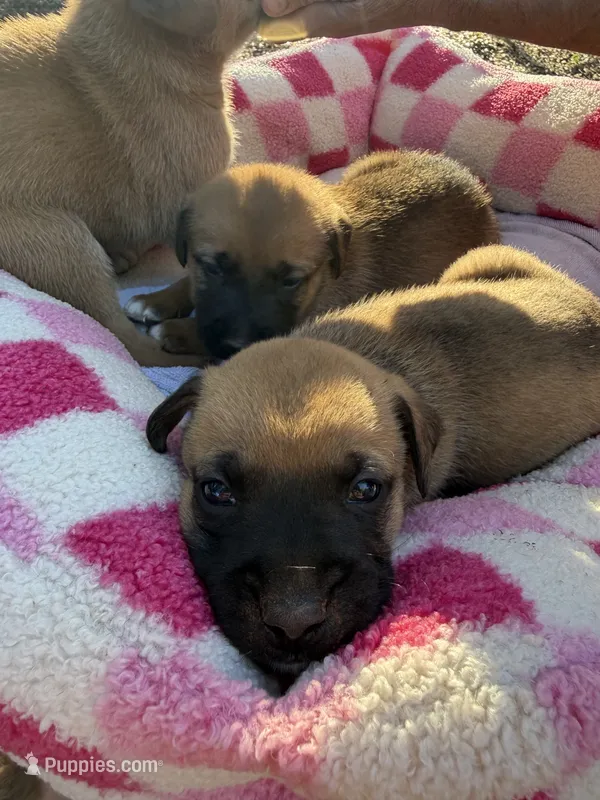 Boxer Mix Girl – Boxer puppy for sale in Ballinger, TX