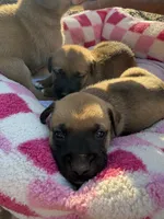 Boxer Mix Girl, a female Boxer for sale in Ballinger, TX – 1 of 5
