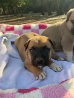 Boxer Mix Girl, a female Boxer for sale in Ballinger, TX – 5 of 5