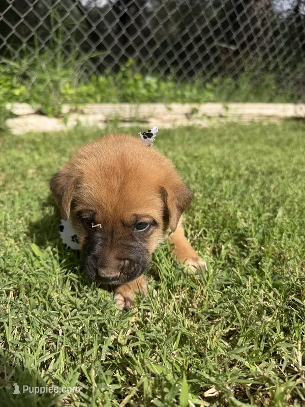 Boxer Mix Boy 1 – Boxer puppy for sale in Ballinger, TX